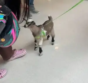 Simpática e carinhosa, mini cabra vira sensação em shopping de São José dos Campos