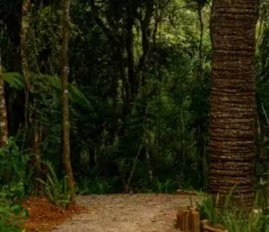 Parque de dinossauros em Campos do Jordão abre 100 vagas de emprego