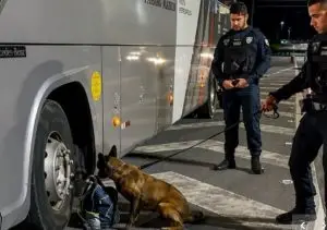 Pastora belga, Kona fareja drogas em mochila e traficante é preso na Tamoios!