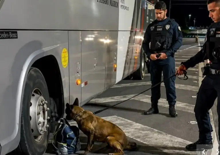 Pastora belga, Kona fareja drogas em mochila e traficante é preso na Tamoios!