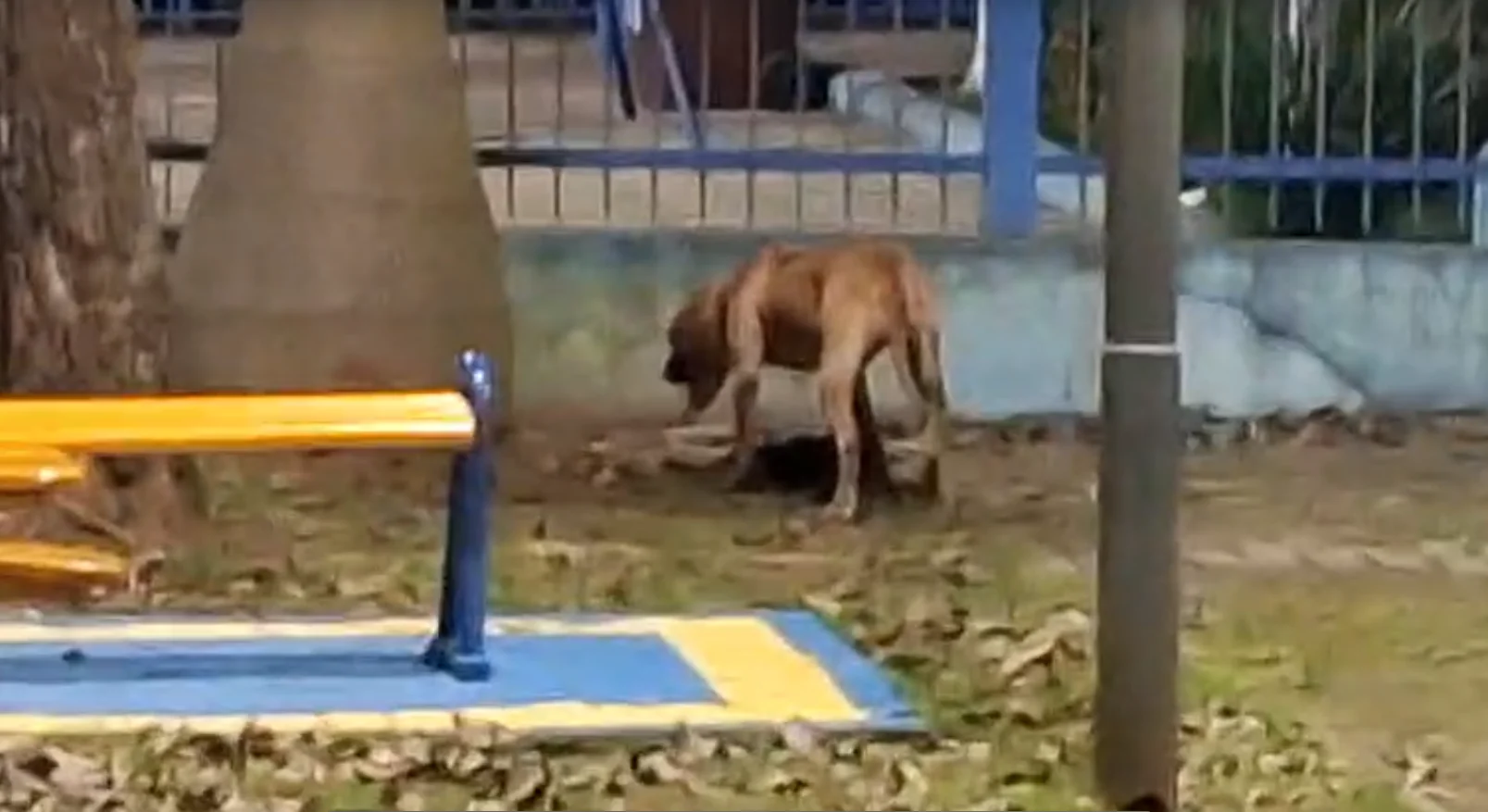 Pit bull