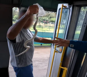 Cobra branca é encontrada dentro de ônibus da linha 202 em São José dos Campos e assusta passageiros