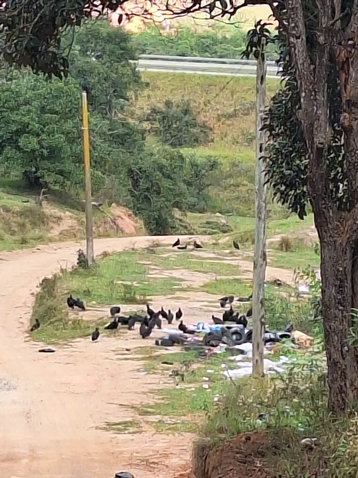 Descarte de animais mortos preocupa moradores em estrada próxima à Rodovia dos Tamoios