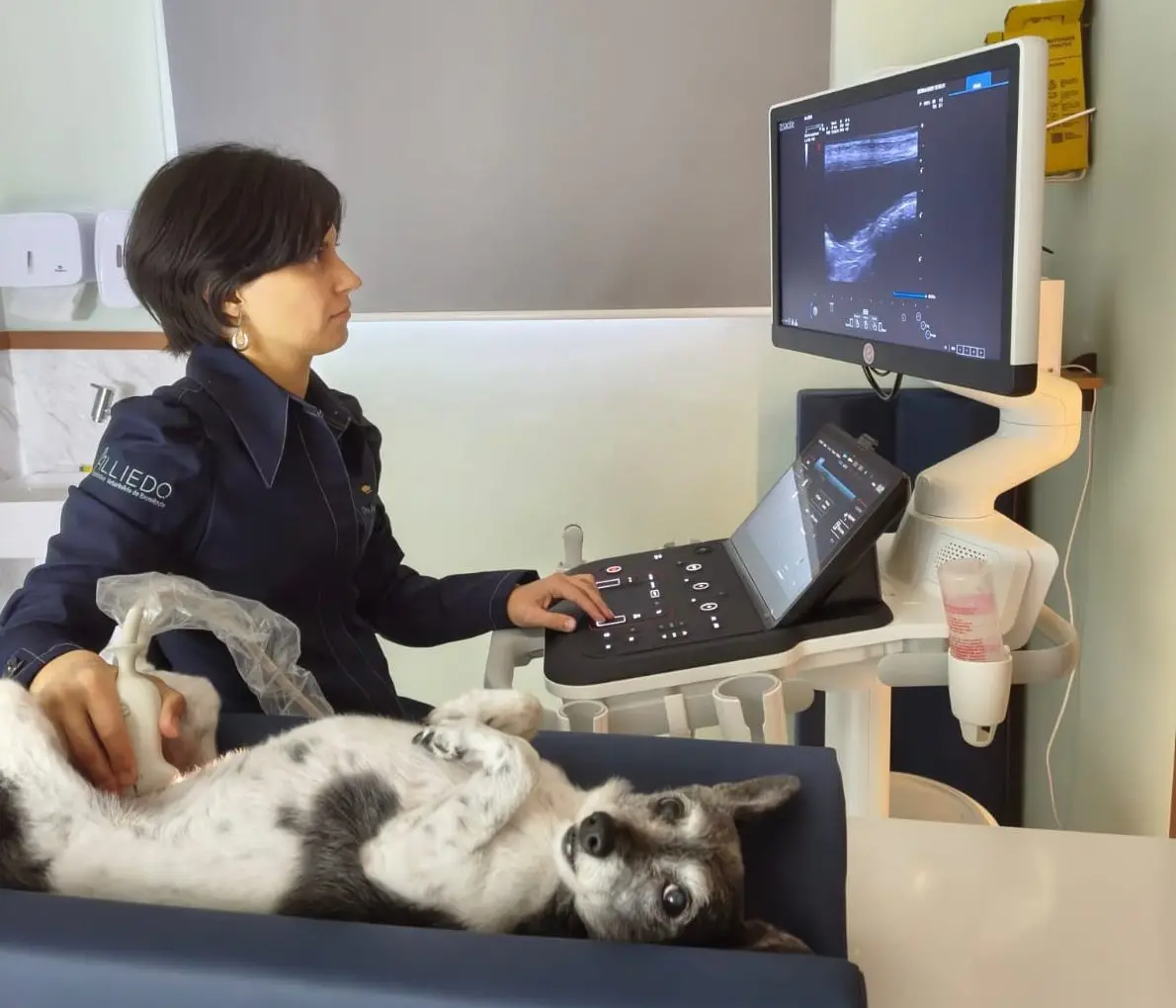 Diagnóstico veterinário avançado ajuda pets a receber tratamento mais rápido em São José dos Campos