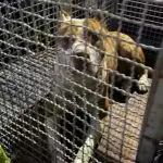 Pitbull solto ataca vira-lata e é capturado pelos bombeiros em Caraguatatuba