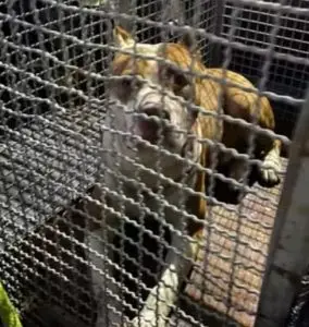 Pitbull solto ataca vira-lata e é capturado pelos bombeiros em Caraguatatuba