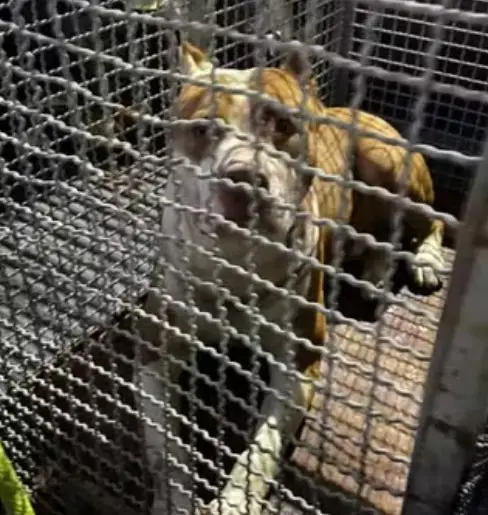 Pitbull solto ataca vira-lata e é capturado pelos bombeiros em Caraguatatuba