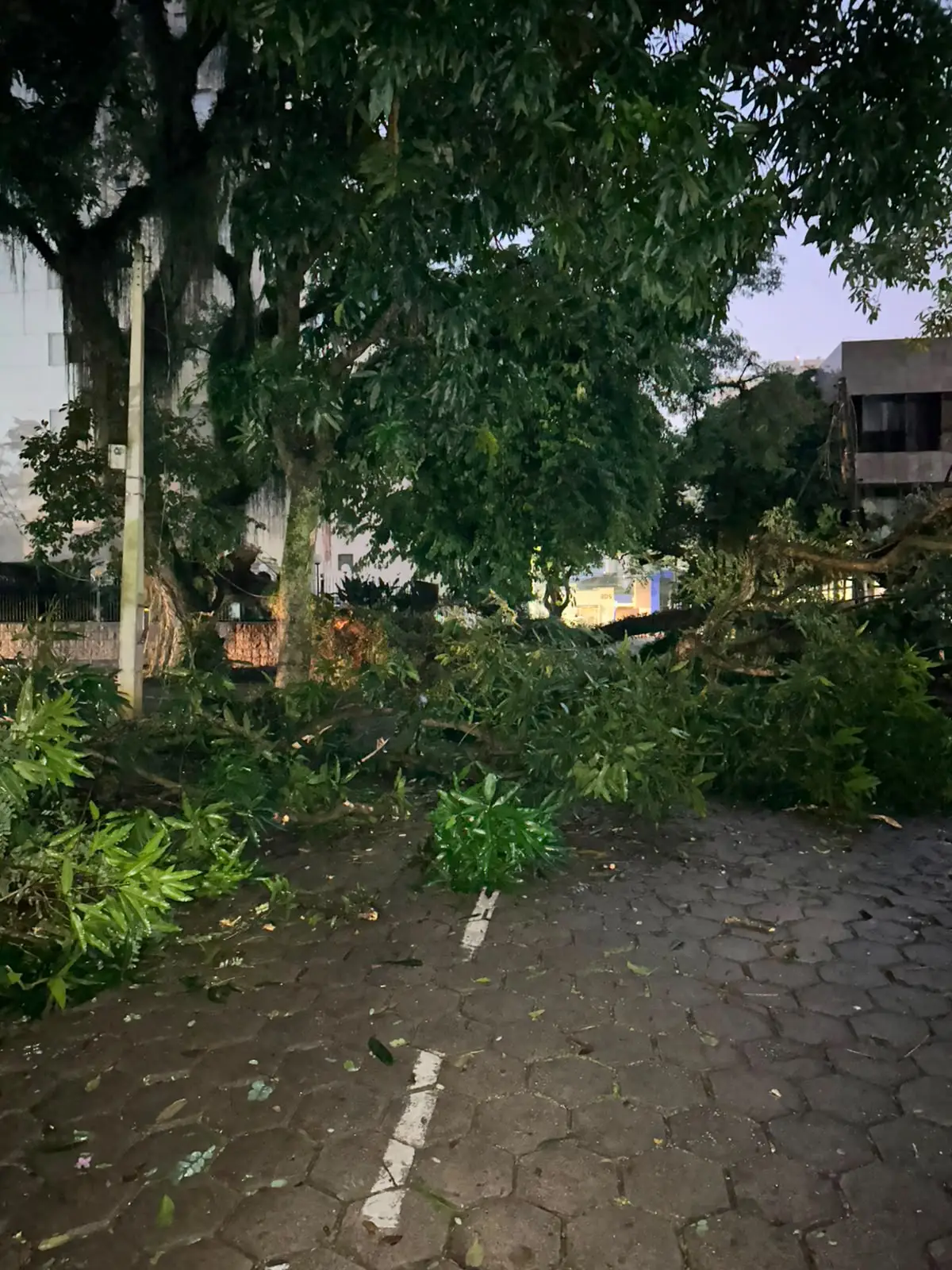 Praça Romão Gomes, queda de árvore, São José dos Campos, trânsito