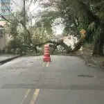 Tronco de árvore cai e bloqueia rua no Jardim Paraíso, na região sul de São José dos Campos
