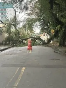 Tronco de árvore cai e bloqueia rua no Jardim Paraíso, na região sul de São José dos Campos
