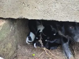 Cadela e nove filhotes foram retirados de um bueiro