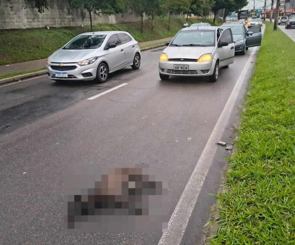 Animal morto em São José: saiba como solicitar recolhimento