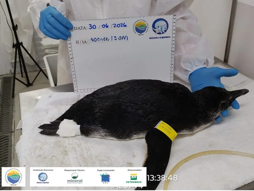 Pinguim-de-Magalhães é encontrado em praia de Ubatuba