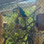 Mulher é presa pela Polícia Ambiental com arara-canindé e documento falso em São José dos Campos