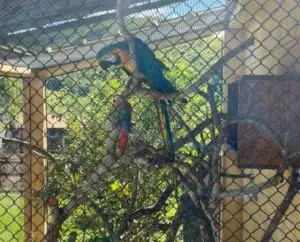 Mulher é presa pela Polícia Ambiental com arara-canindé e documento falso em São José dos Campos