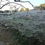 Cidade mais alta do Brasil, Campos do Jordão amanhece coberta por geada e registra uma das temperaturas mais baixas do ano
