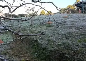 Cidade mais alta do Brasil, Campos do Jordão amanhece coberta por geada e registra uma das temperaturas mais baixas do ano