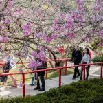 Inverno na Mantiqueira: Campos do Jordão se prepara para a 155ª Festa da Cerejeira em Flor'