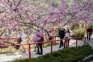 Inverno na Mantiqueira: Campos do Jordão se prepara para a 155ª Festa da Cerejeira em Flor'
