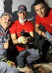 Filhote de gato é resgatado pelos Bombeiros após ficar preso em tubulação no centro de Ubatuba