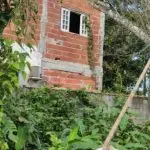 Árvore de grande porte cai sobre residência e mobiliza Bombeiros em Caraguatatuba