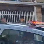Execução em mercadinho assusta Jacareí: comerciante é morto a tiros dentro do próprio estabelecimento