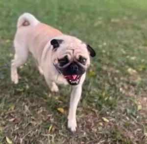 Pug morre após ser atacado por dois pit bulls durante passeio na zona leste de São José dos Campos