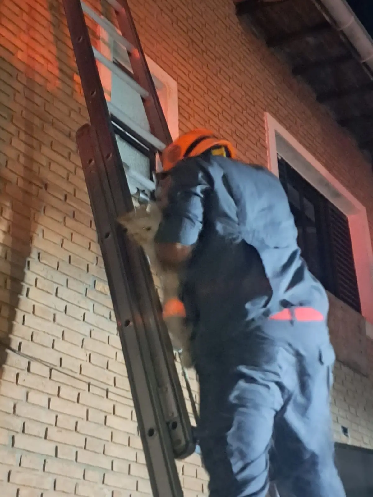 img-responsive Gata desaparecida em Caraguatatuba é resgatada pelos Bombeiros