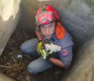 Bombeiros Anjos: filhote de cão desaparecido há três dias é resgatado de bueiro e emociona moradores em Caraguatatuba