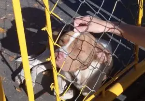 Pitbull solto há uma semana preocupa moradores no Conjunto 31 de Março, em São José dos Campos