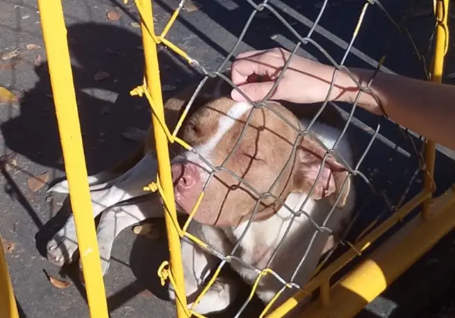 Pitbull solto há uma semana preocupa moradores no Conjunto 31 de Março, em São José dos Campos