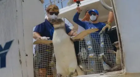 17 pinguins reabilitados são devolvidos ao mar na costa de Ubatuba!