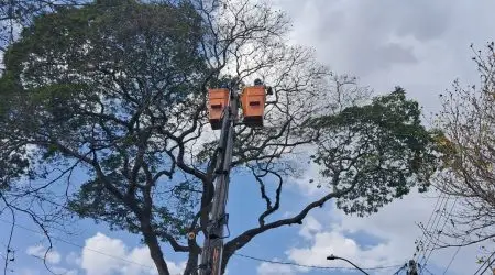 A poda de árvores será realizada no Urbanova, em São José, garantindo mais segurança e saúde das plantas.
