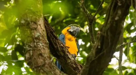 Araras soltas Rio 02