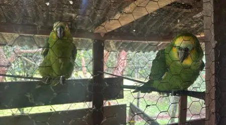 Arma de fogo e aves são apreendidas pela PM Ambiental em Altos de Santana