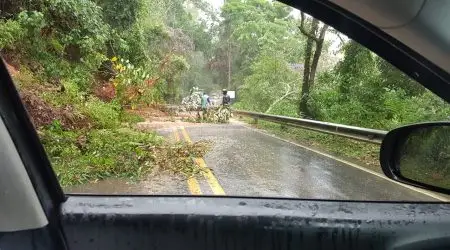 Árvore tomba e interdita SP-50!