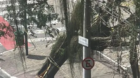 Árvore tomba na avenida José Longo em cima do Procon (2)