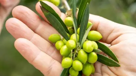 Azeite de Santo Antônio do Pinhal conquista ouro em concurso internacional na Espanha