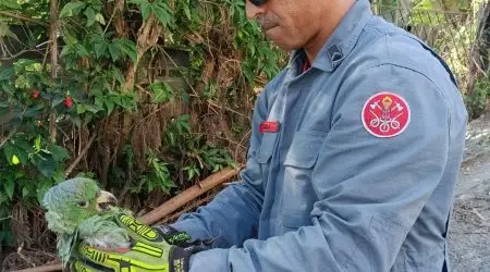 Bombeiros resgatam papagaio preso em árvore por linha de pipa em São Sebastião