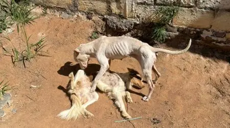 Denúncia de maus-tratos a cães no IAPI, em Guaratinguetá, resulta em prisão e multa de R$6 mil. Animais estavam desnutridos.
