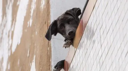 Convivência responsável com pets no Jardim Aquarius exige cuidados como higiene nas calçadas e segurança em sacadas.