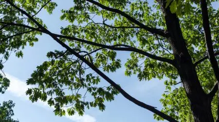 Projeto Adote uma Árvore busca parceiros em São José dos Campos