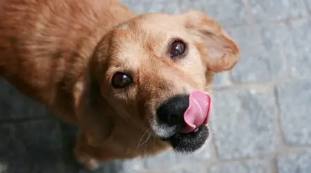 maus-tratos a animais, proteção animal, Governo de São Paulo, DEPA