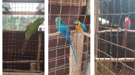 Araras-canindé e arara-vermelha foram apreendidas em cativeiro irregular em Campos do Jordão.