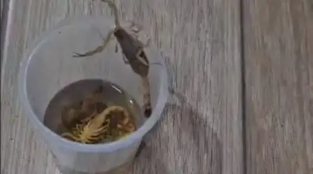 Infestação de escorpiões preocupa moradores do Parque Novo Horizonte