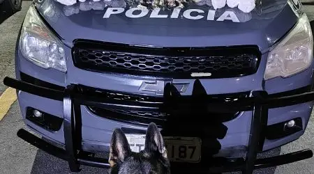 Faro apurado de Rocky funciona, e BAEP encontra muitas drogas em área de mata no bairro Bairro Santa Inês II