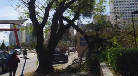 Galho cai na cassiano Ricardo