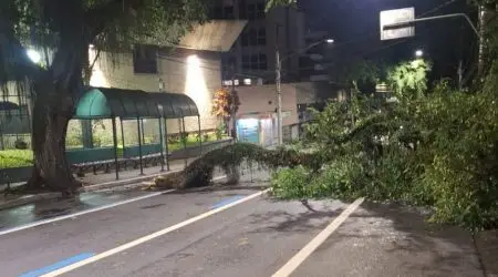 Galho caiu na avenida José Longo em São José