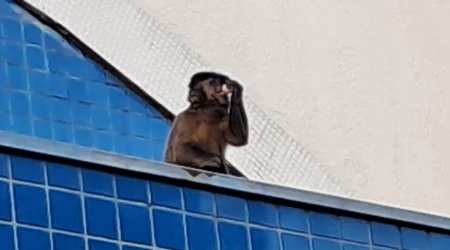 Macaco é encontrado no telhado de igreja na região sul de São José dos Campos