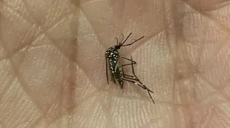 Mosquito Aedes aegypti preocupa moradores do Jardim Esplanada
